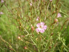 Agalinis communis