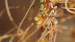 Cuscuta psorothamnensis