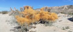 Cuscuta psorothamnensis