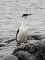 Leucocarbo bransfieldensis