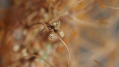 Cuscuta psorothamnensis