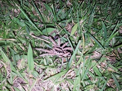 Lycosa erythrognatha