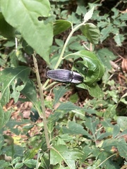 Chalcolepidius limbatus
