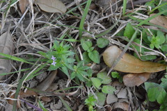 Sherardia arvensis