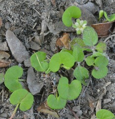 Dichondra