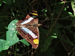 Doxocopa laure laure