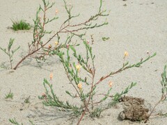 Oenothera mollissima