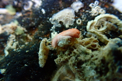 Calcinus guamensis
