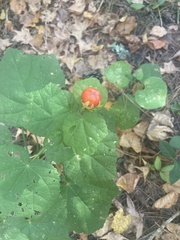 Malvaviscus arboreus