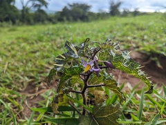 Solanum palinacanthum