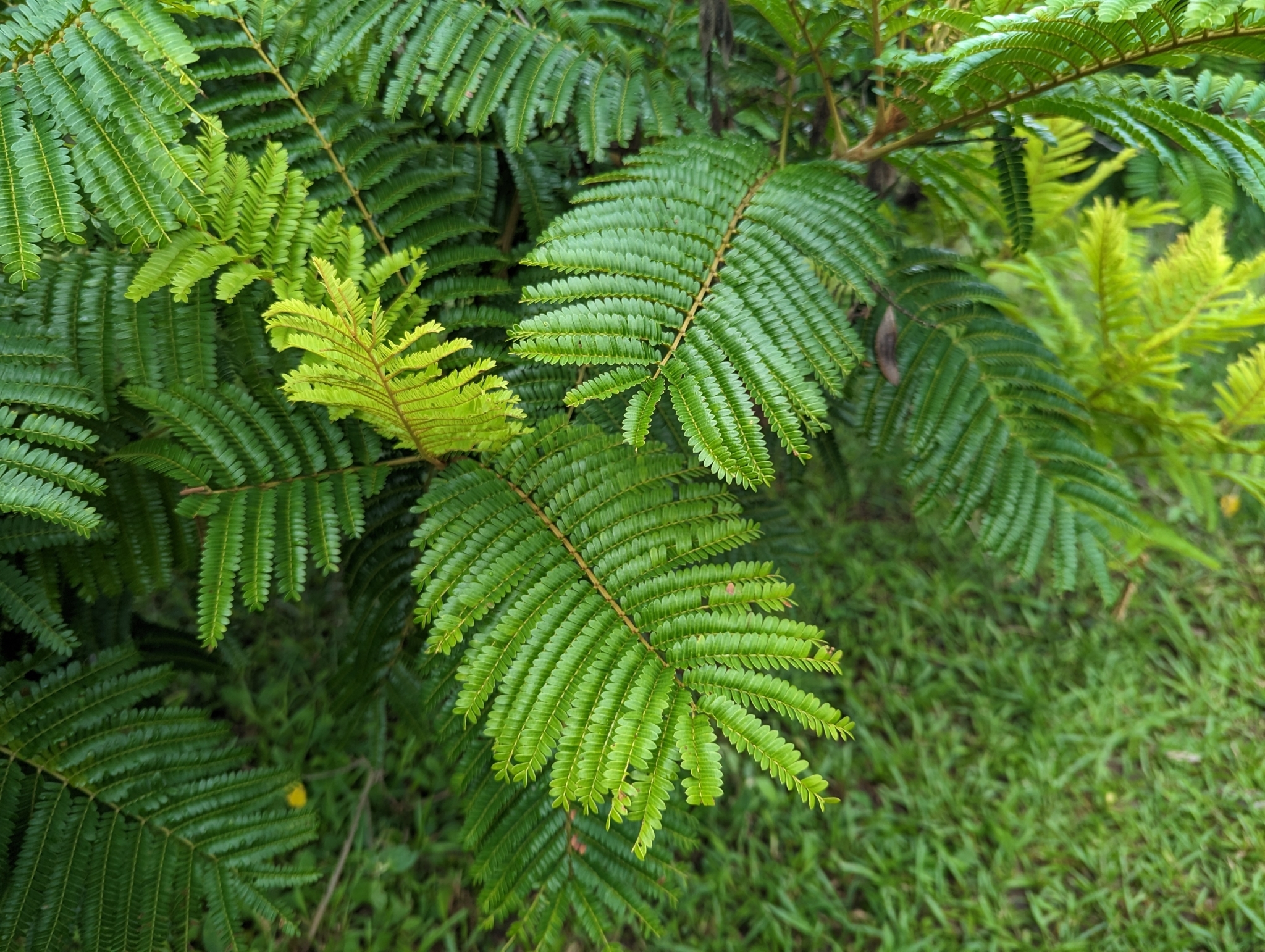 Peltophorum dubium