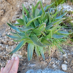 Dudleya saxosa