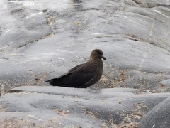 Stercorarius antarcticus