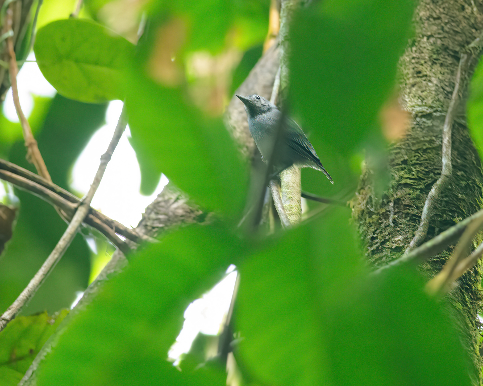 Alagoas Antwren (Myrmotherula snowi), photo 1