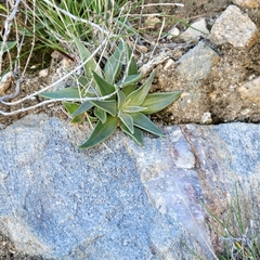 Dudleya saxosa