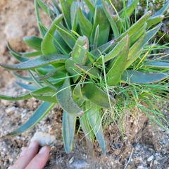 Dudleya saxosa