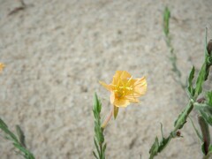 Oenothera mollissima