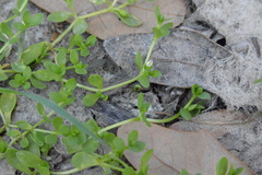 Stellaria parva