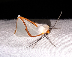 Thalaina selenaea