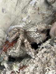 Pilumnus vespertilio