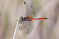 Austrothemis nigrescens