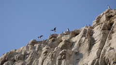 Leucocarbo bougainvillii