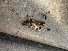 Callisphyris leptopus