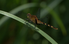 Erythemis attala