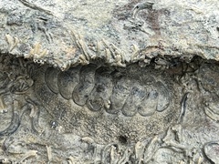 Acanthopleura gemmata