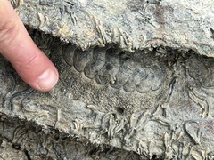 Acanthopleura gemmata