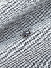 Dermacentor occidentalis