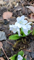 Scilla mischtschenkoana