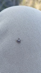 Dermacentor occidentalis