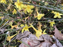 Jasminum nudiflorum