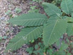 Nothofagus alpina