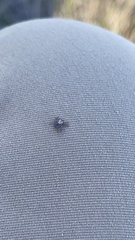 Dermacentor occidentalis