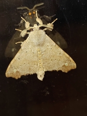 Apatelodidae
