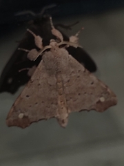 Apatelodidae