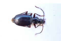 Platynini