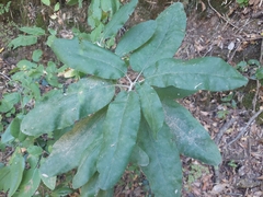 Acrisione denticulata