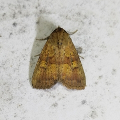 Condicinae