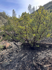 Arctostaphylos viscida pulchella