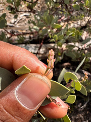 Arctostaphylos viscida pulchella
