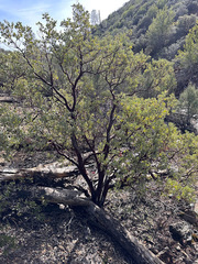 Arctostaphylos viscida pulchella