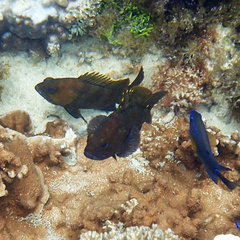 Epinephelus rivulatus