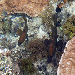 Epinephelus rivulatus