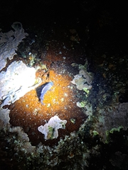 Microspathodon dorsalis