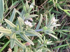 Buglossoides arvensis