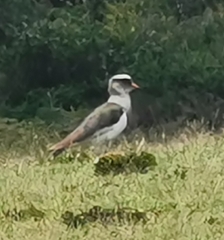 Vanellus resplendens