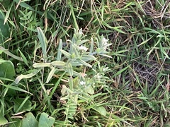 Buglossoides arvensis